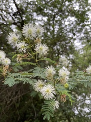 Mimosa quitensis
