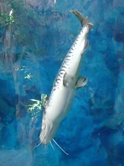 Pseudoplatystoma fasciatum