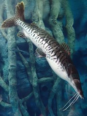 Pseudoplatystoma fasciatum