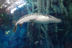 Pseudoplatystoma fasciatum