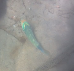 Thalassoma hebraicum