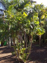 Ptychosperma waitianum