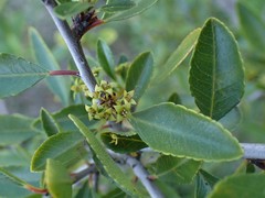 Rhamnus crenulata
