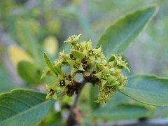 Rhamnus crenulata