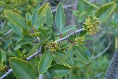 Rhamnus crenulata