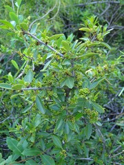Rhamnus crenulata