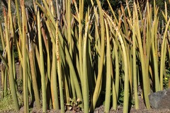 Sansevieria stuckyi