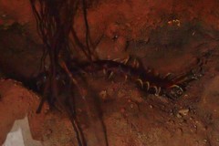 Scolopendra gigantea