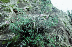 Tillandsia streptocarpa