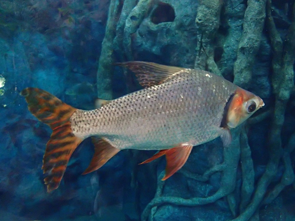 Broadhead flannelmouth (Semaprochilodus laticeps) — Prochilodontidae