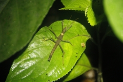 Neohirasea hongkongensis