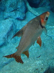 Semaprochilodus laticeps