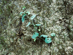 Aristolochia prostrata