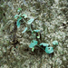 Aristolochia prostrata - Photo (c) Martin Lowry,  זכויות יוצרים חלקיות (CC BY-NC), הועלה על ידי Martin Lowry
