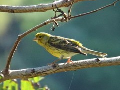 Serinus canaria