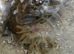 Bunodosoma cavernatum