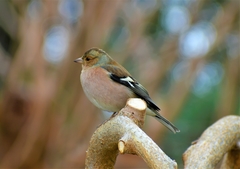 Fringilla coelebs