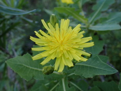 Sonchus brachylobus