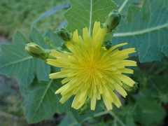 Sonchus brachylobus