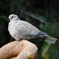 Streptopelia decaocto