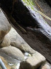 Anolis oxylophus
