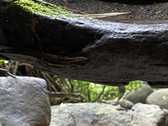 Anolis oxylophus