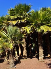 Trithrinax acanthocoma