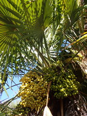 Trithrinax acanthocoma