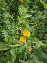 Rhynchocorys orientalis