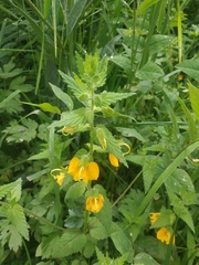 Rhynchocorys orientalis