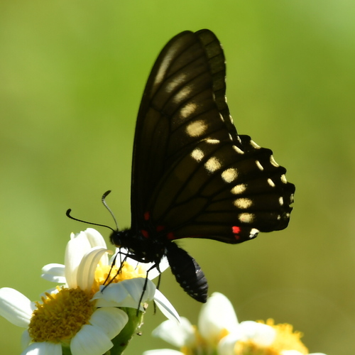 Mimoides microdamas · iNaturalist