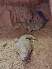 Uromastyx dispar