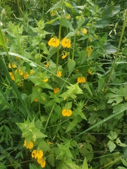 Rhynchocorys orientalis