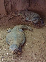 Uromastyx dispar