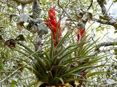 Tillandsia ponderosa
