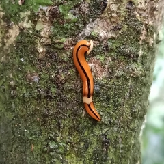 Bipalium interruptum