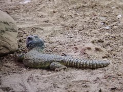 Uromastyx dispar