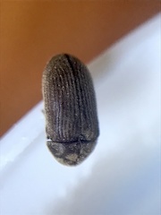 Xyletininae
