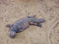 Uromastyx dispar