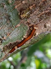 Bipalium interruptum