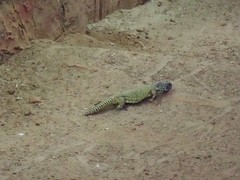 Uromastyx dispar