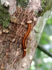 Bipalium interruptum