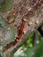 Bipalium interruptum