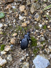 Carabus graecus trojanus
