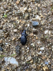 Carabus graecus trojanus