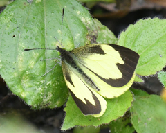 Leptophobia eleone luca