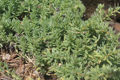 Chenolea diffusa