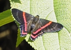 Ancyluris