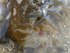 Bunodosoma cavernatum