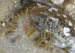 Bunodosoma cavernatum